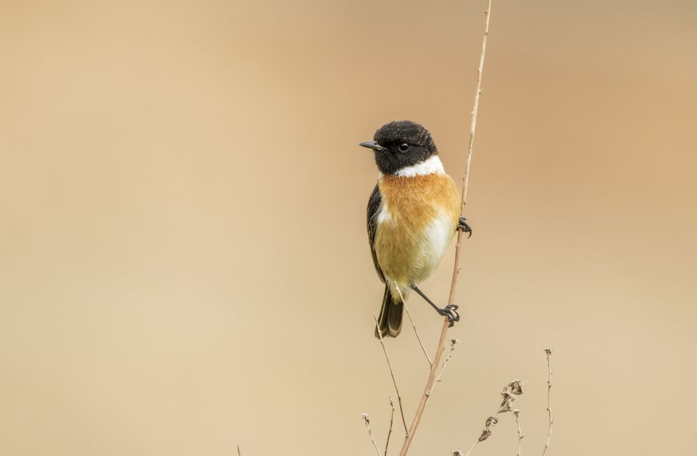 Stonechat male