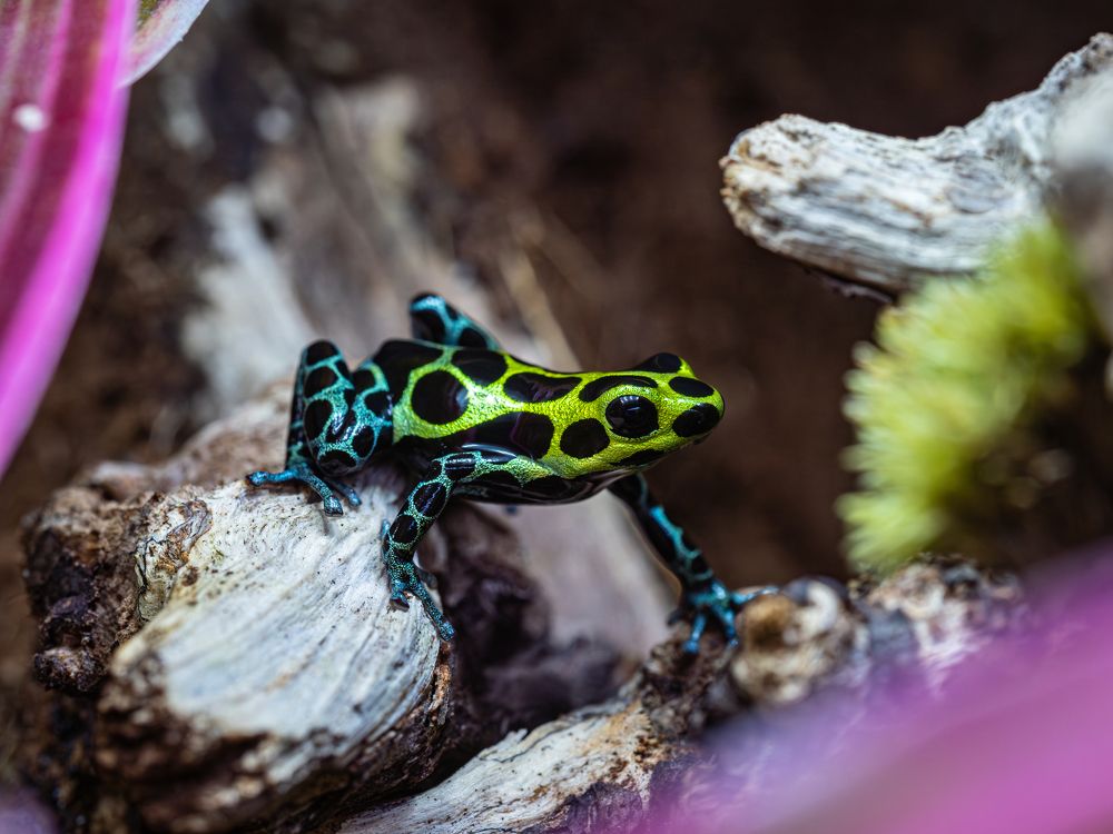 Ranitomeya variabilis