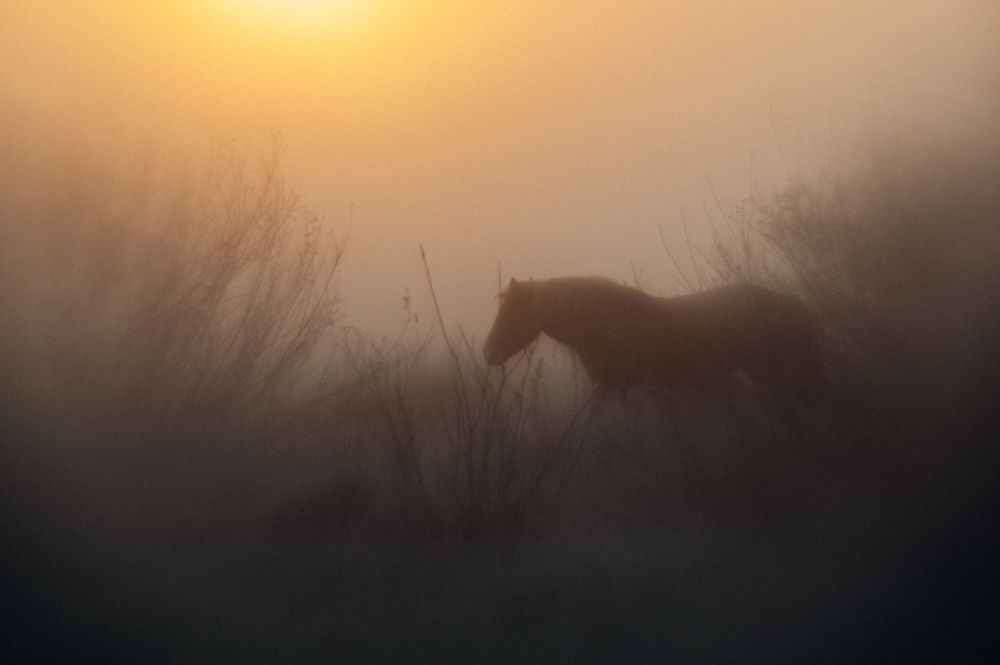 Photograph by Владимир Гаманович
