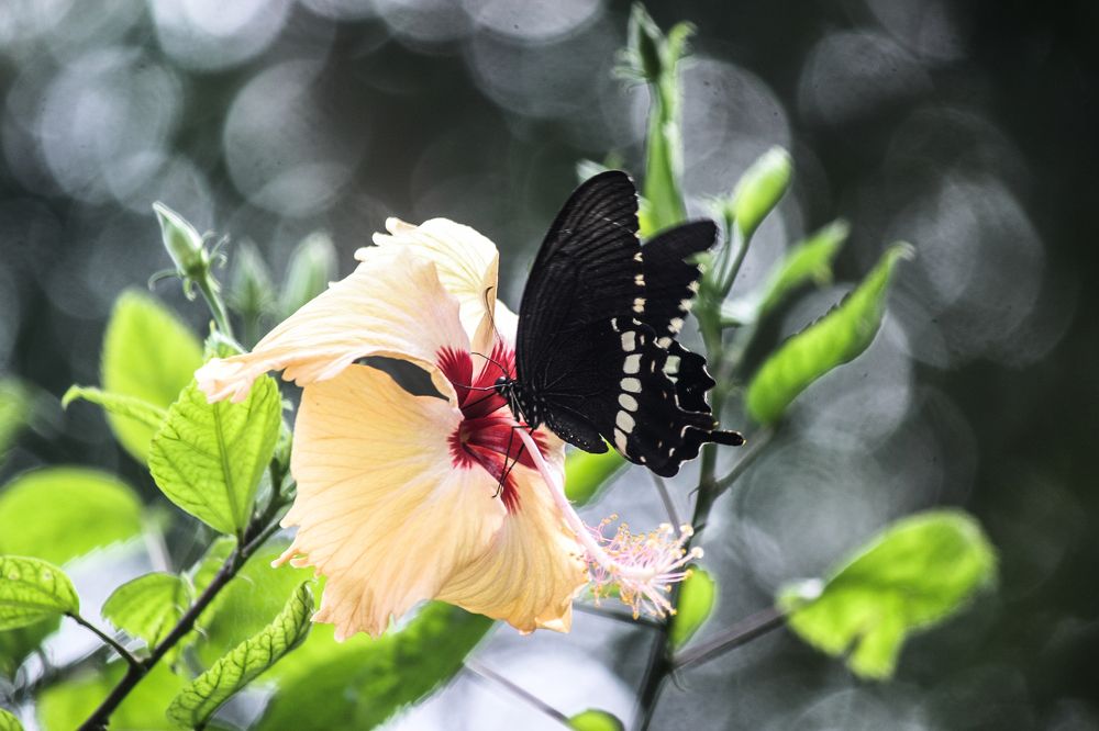 Photograph by Susobhan Biswas