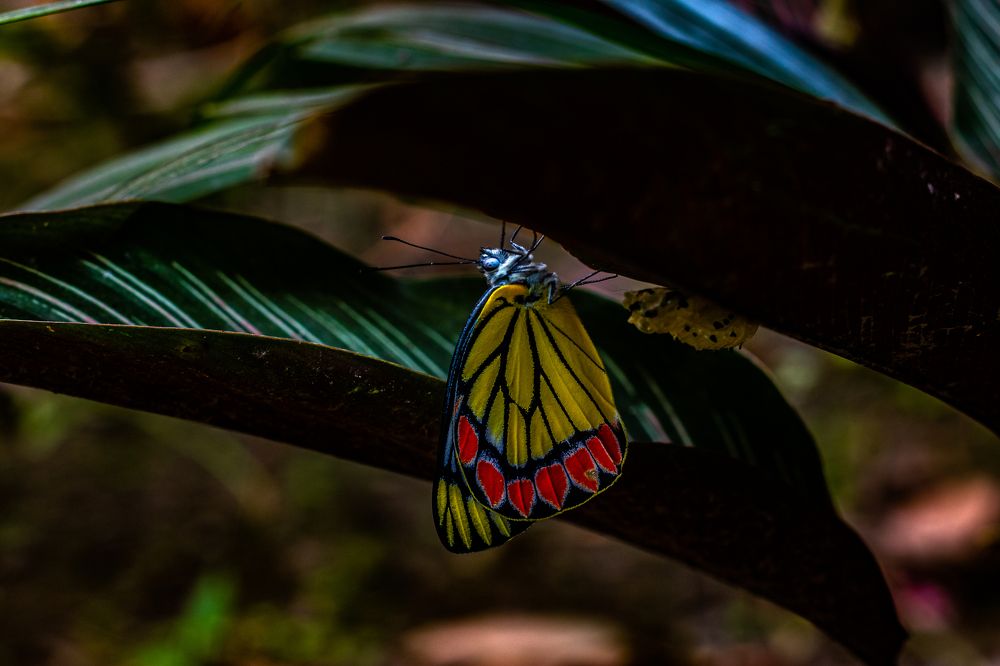 Photograph by Susobhan Biswas