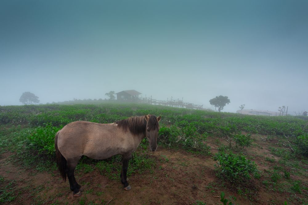 Horse in fog