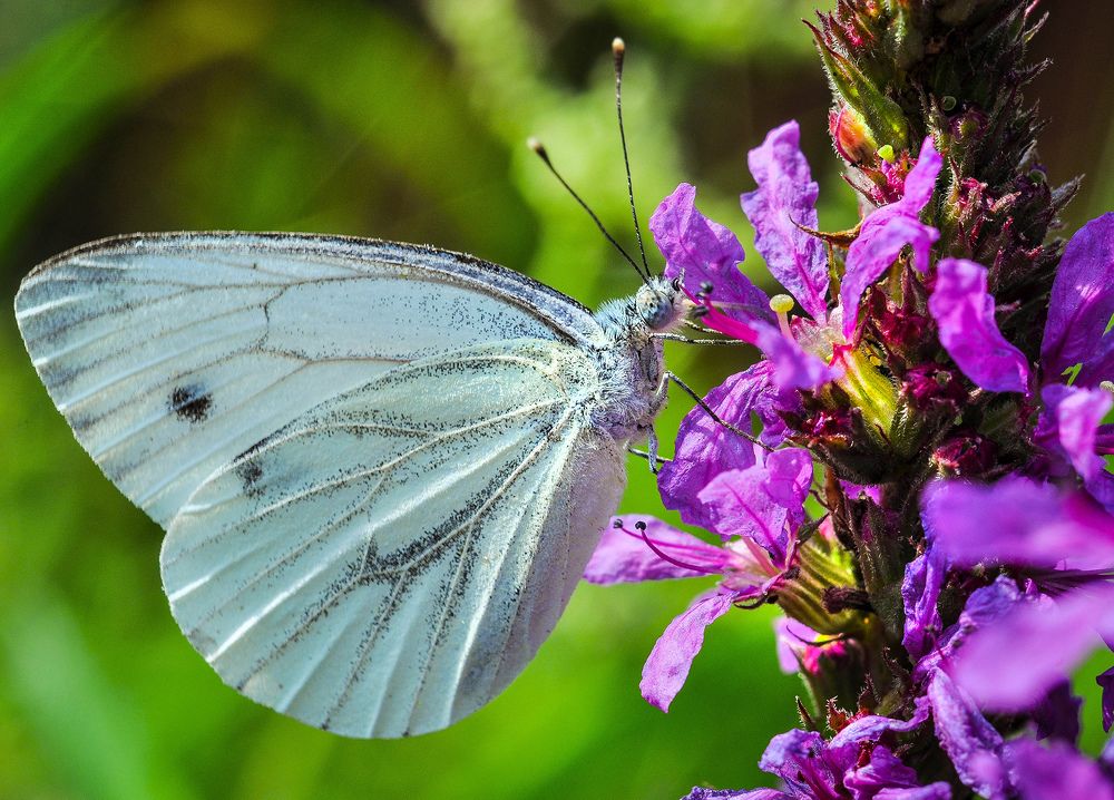 Photograph by Олеся zme