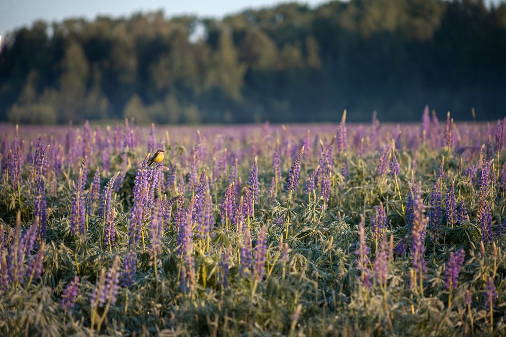 Photograph by Людмила Новосёлова