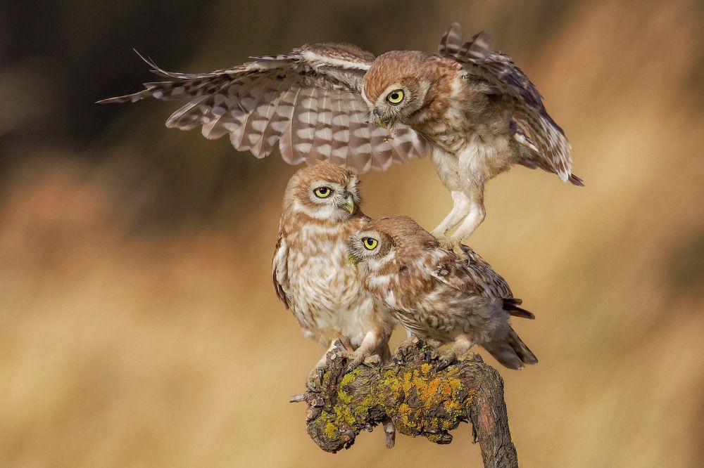 Фотография автора David Manusevich