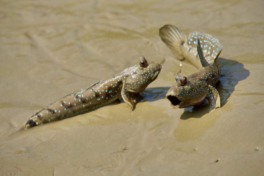 Territorial fight