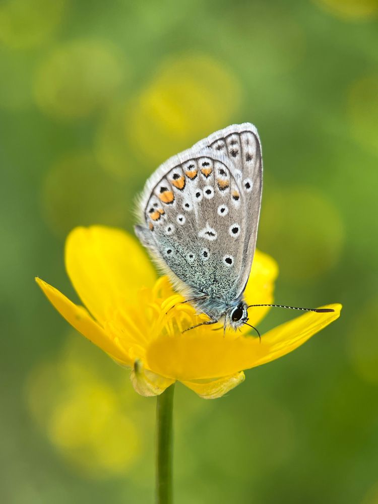 Голубянка на лютике