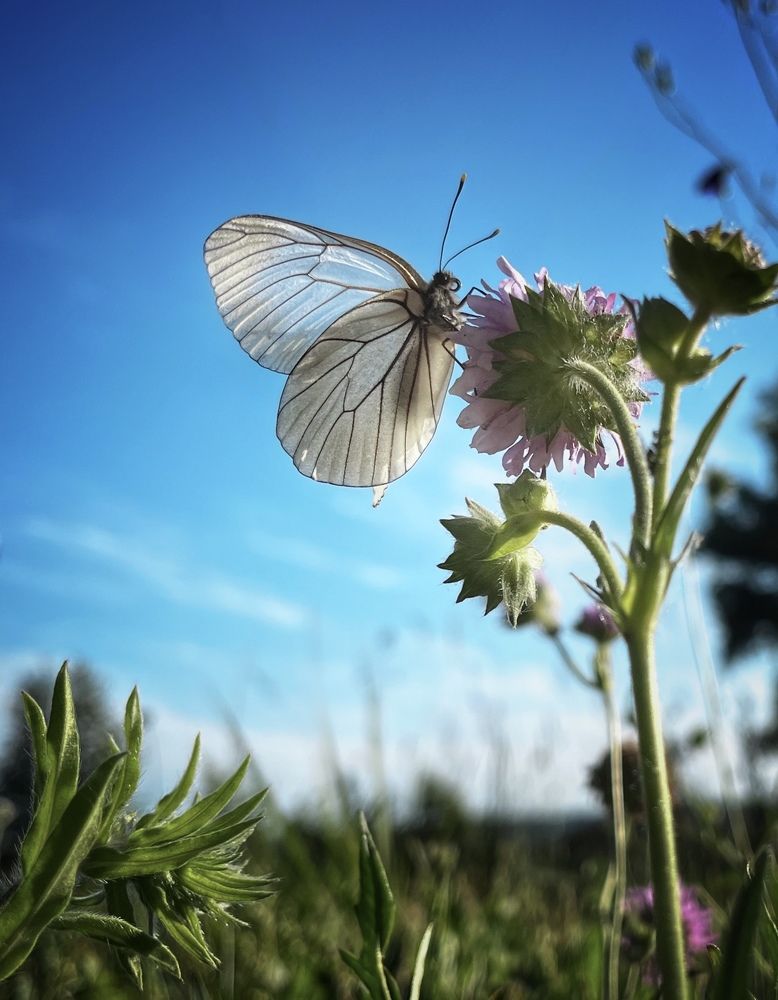 Прозрачная красота