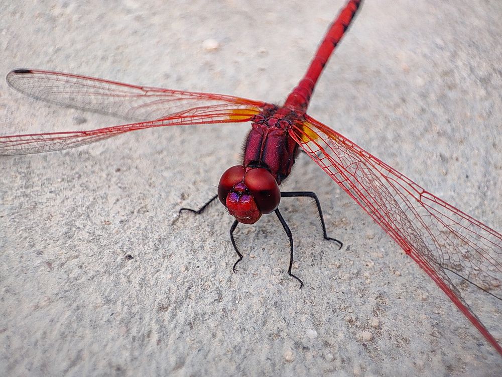 Dragon Fly