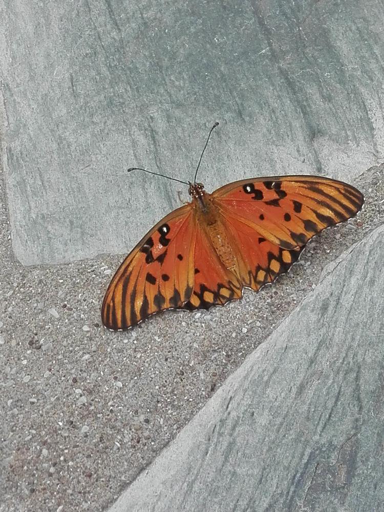 Mariposa A ras del piso