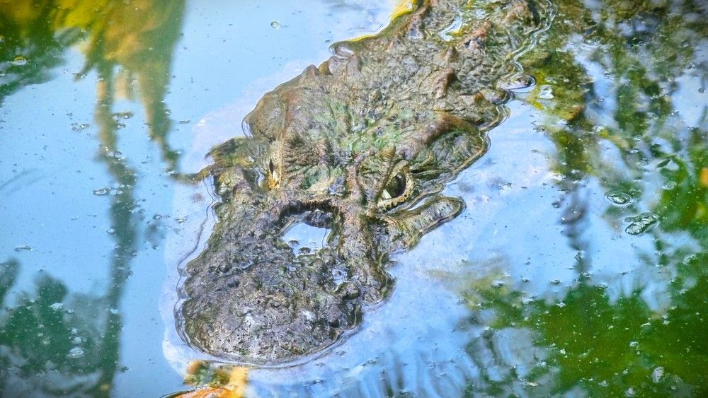 Photograph by Marie G