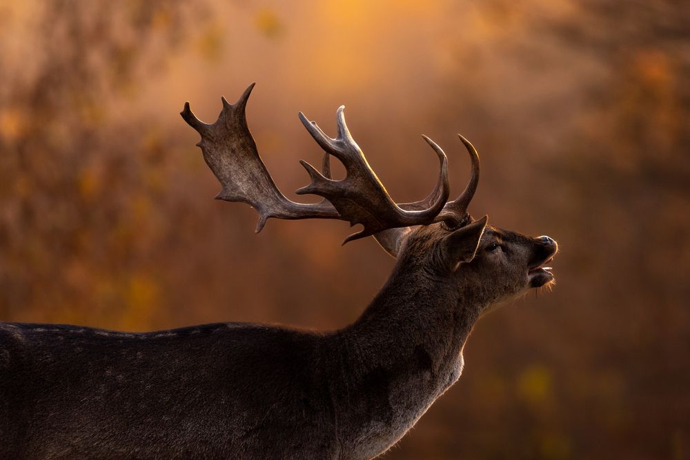 Фотография автора Alin Bicas