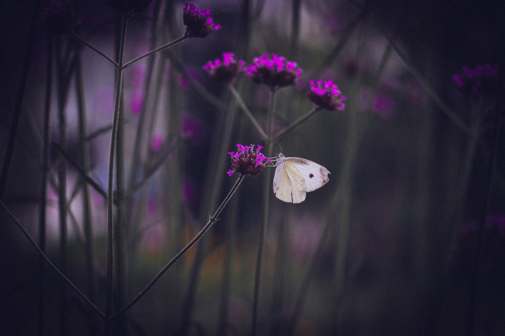 Photograph by Anna Turks