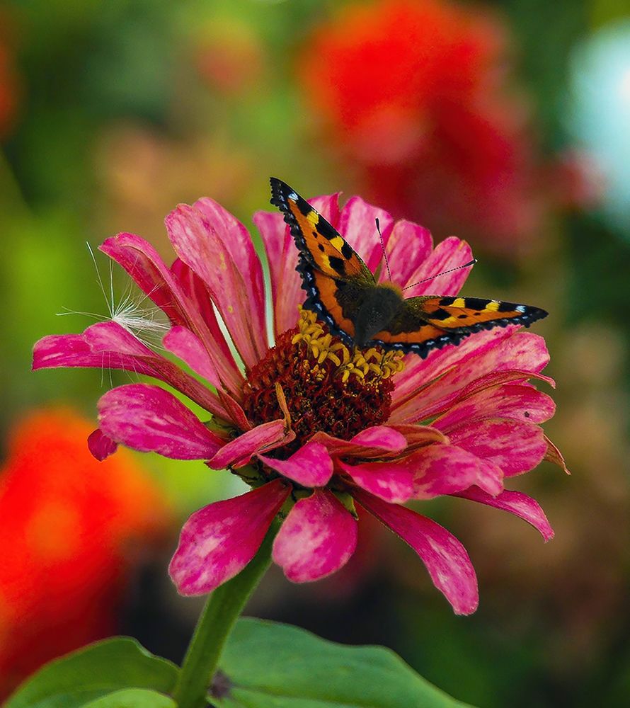 Photograph by Алексей Патлах