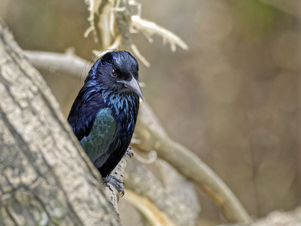 Photograph by RAJESH MAHAJAN