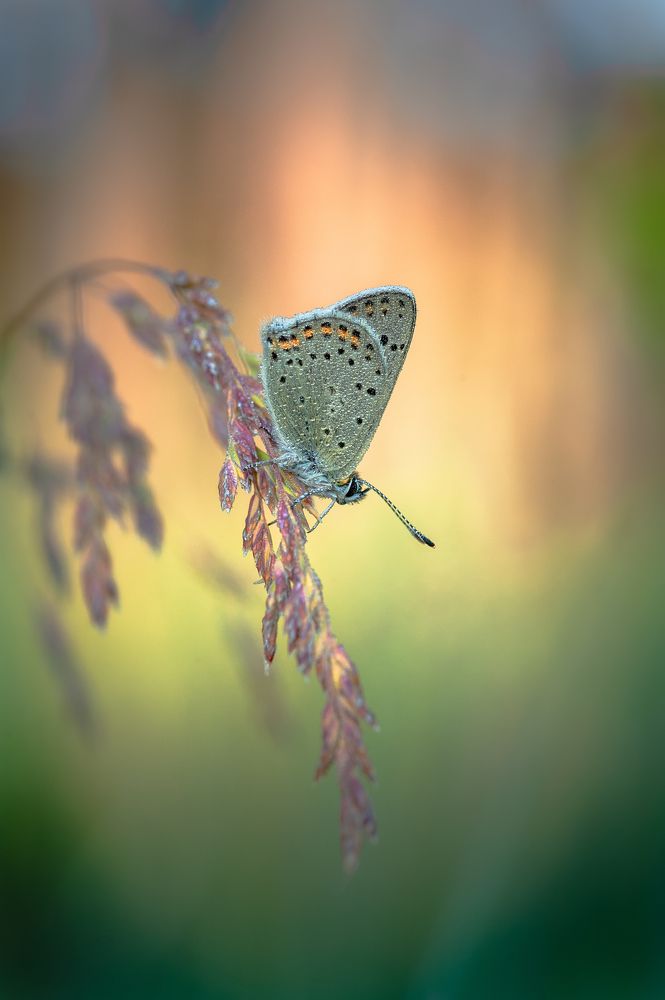 Фотография автора Роман Зайцев