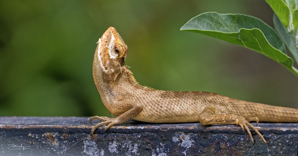 Photograph by RAJESH MAHAJAN