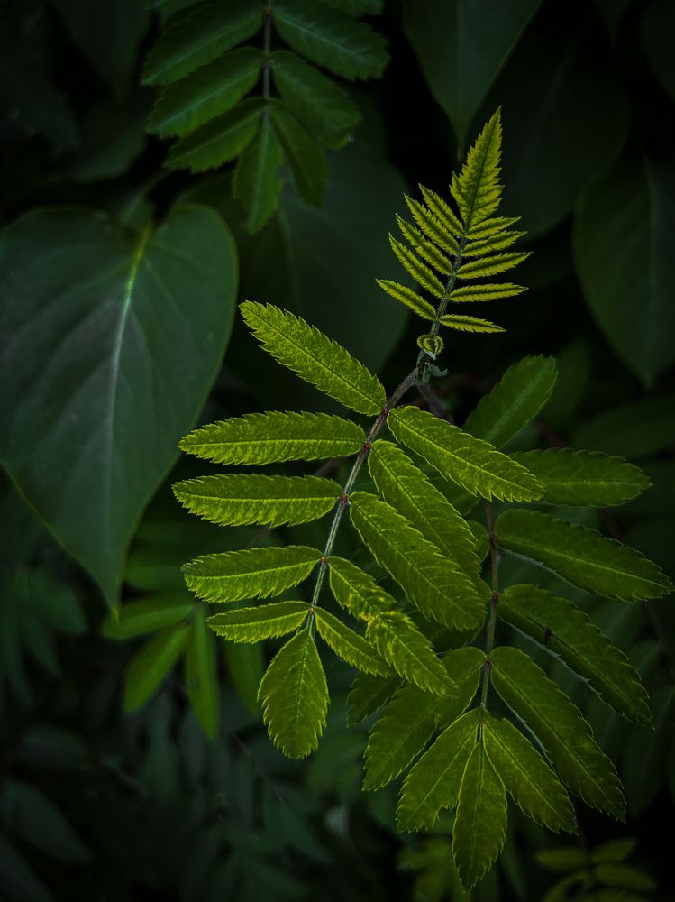 Photograph by Ольга Прищепова