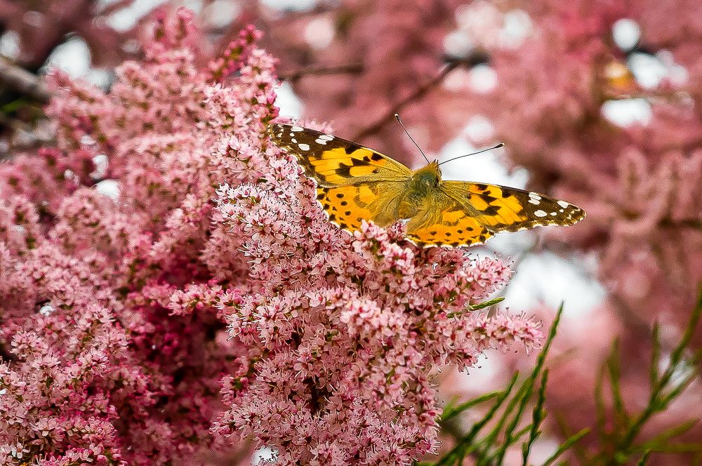 Photograph by Андрей Евтеев