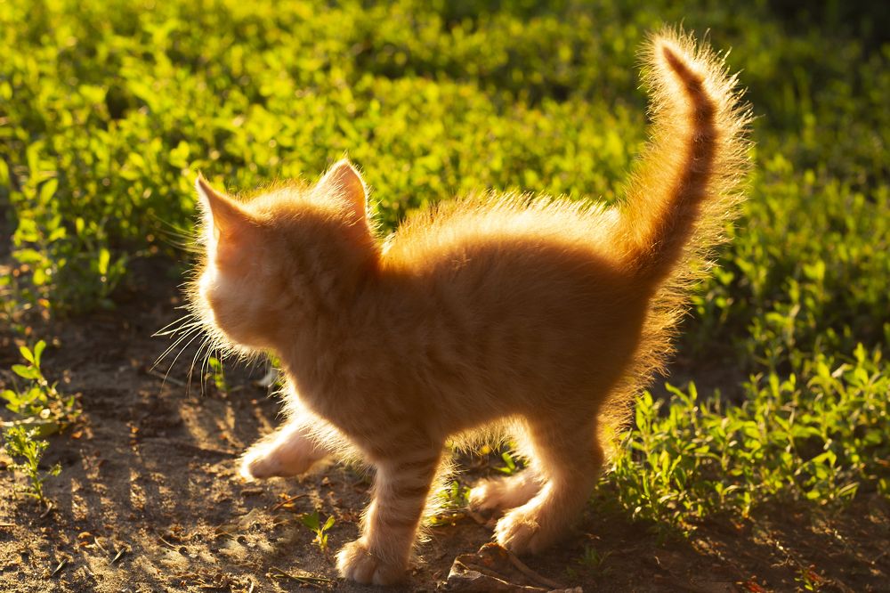 Photograph by Дарья Ващенко-Панкина