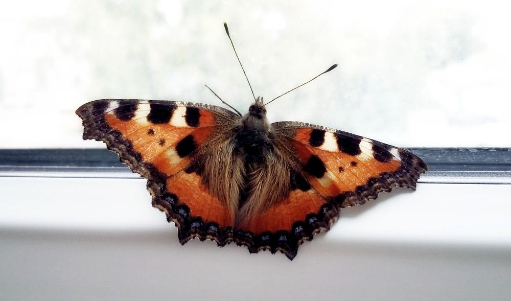 Фотография автора Ольга Кунакова