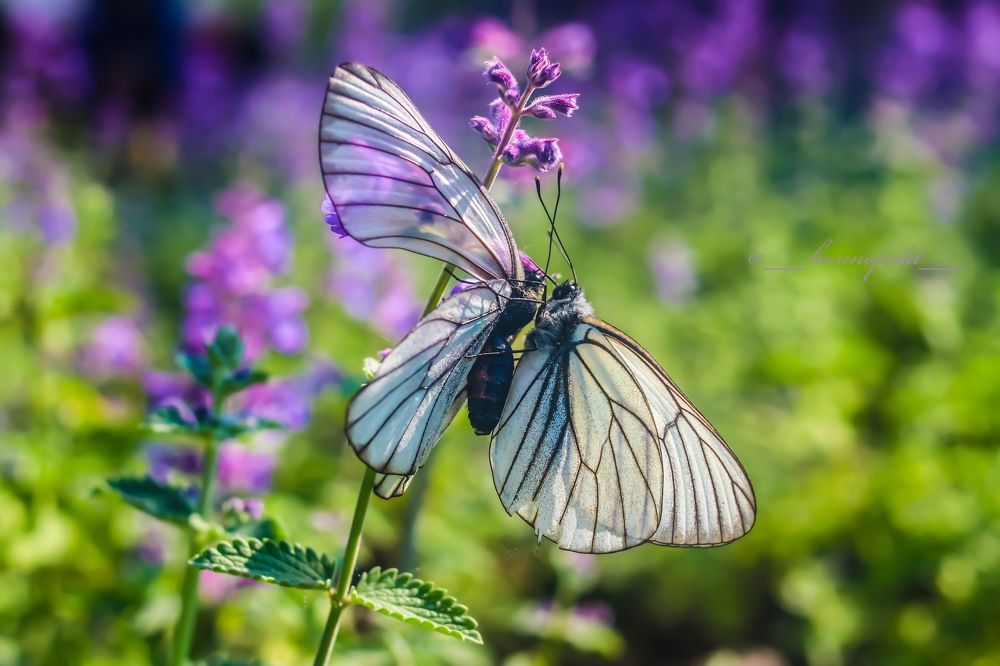 Photograph by Anna Turks