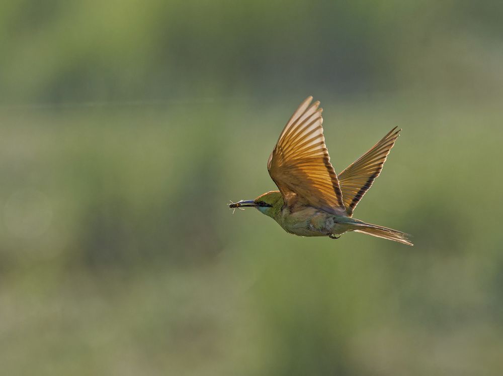 Photograph by RAJESH MAHAJAN