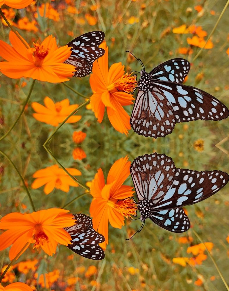 Photograph by Shreya Roy