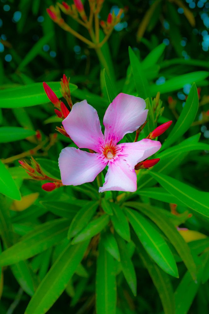 Photograph by Алекскандр Фатеев