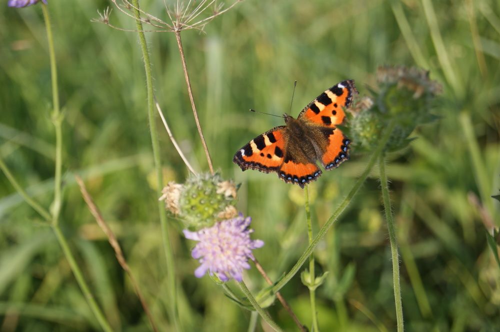 Photograph by Елена