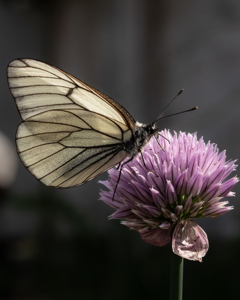 Photograph by Высотских Владимир