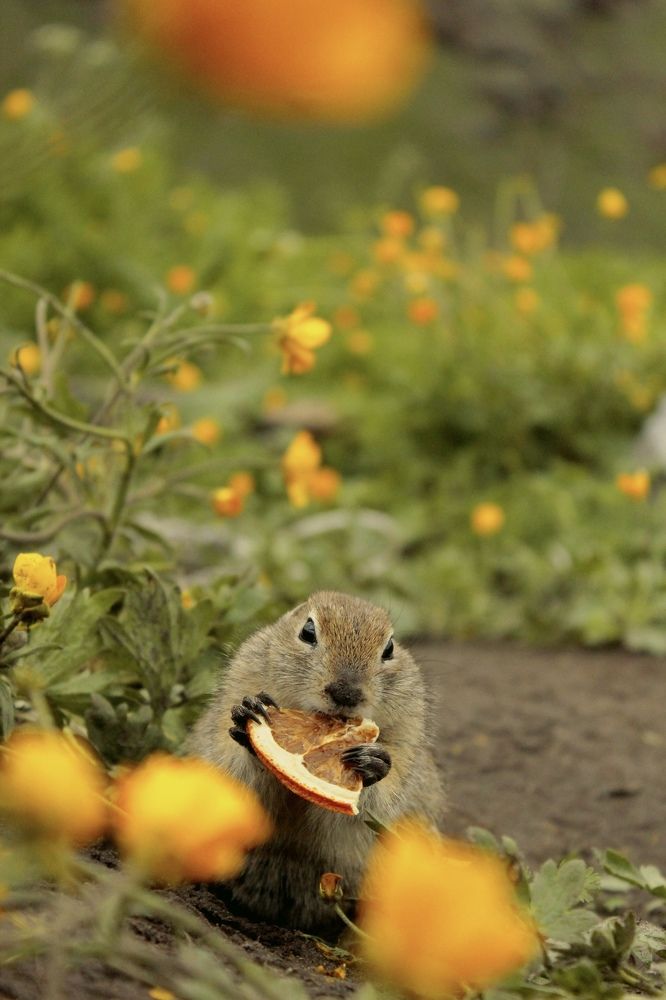 Photograph by Оксана Пидоря