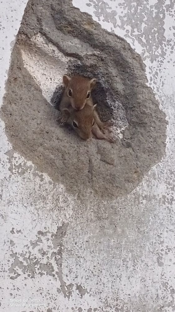 Baby Squirrels