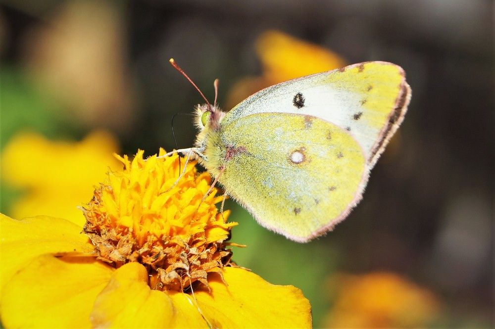 Photograph by Екатерина Ботникова