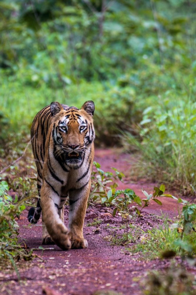 A queen in every way