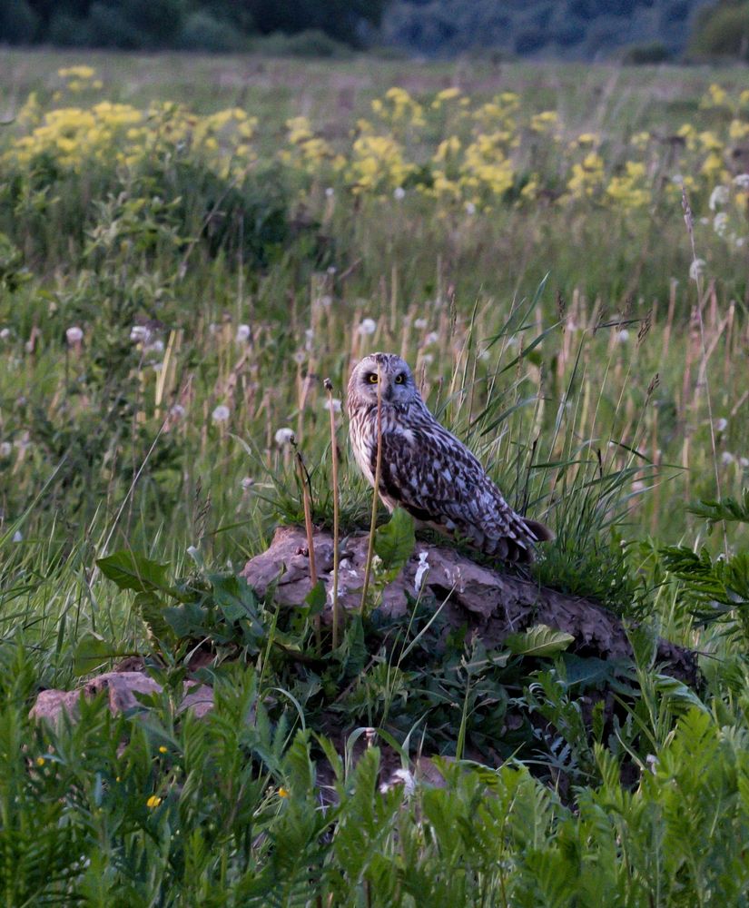 Фотография автора Швайко Михаил
