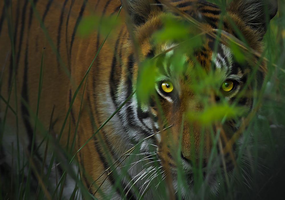 Фотография автора Arijit Mondal