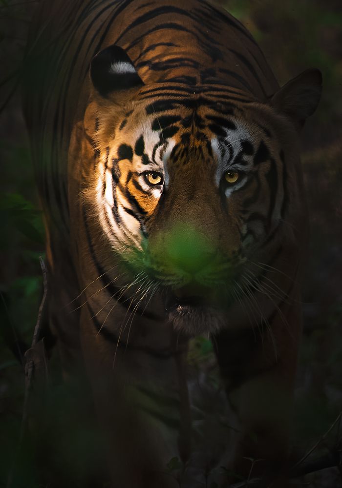 Фотография автора Arijit Mondal