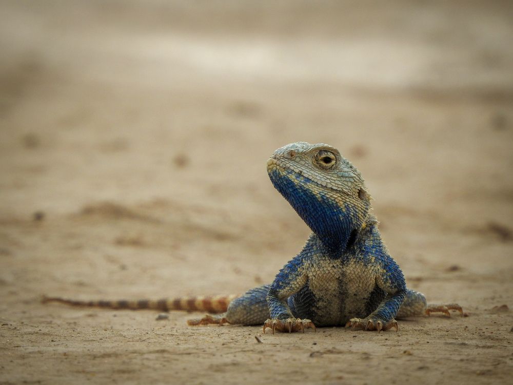 Степная агама