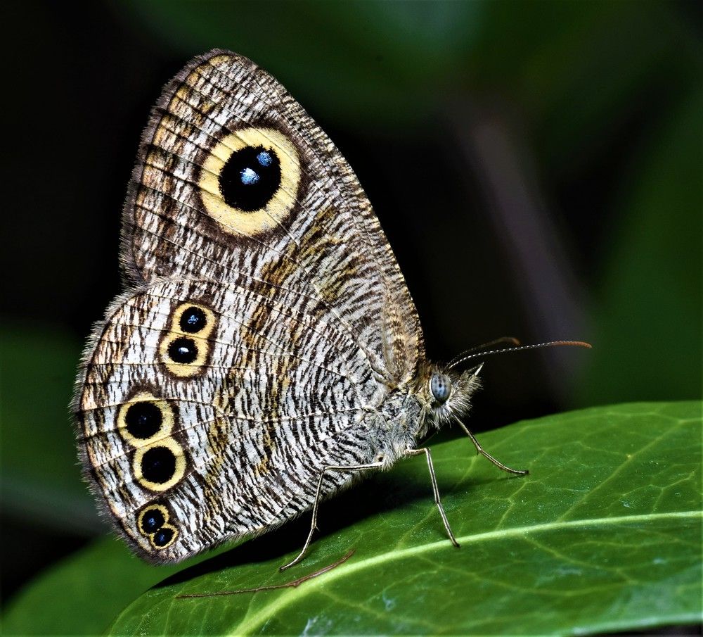 Photograph by Kushal Sharma