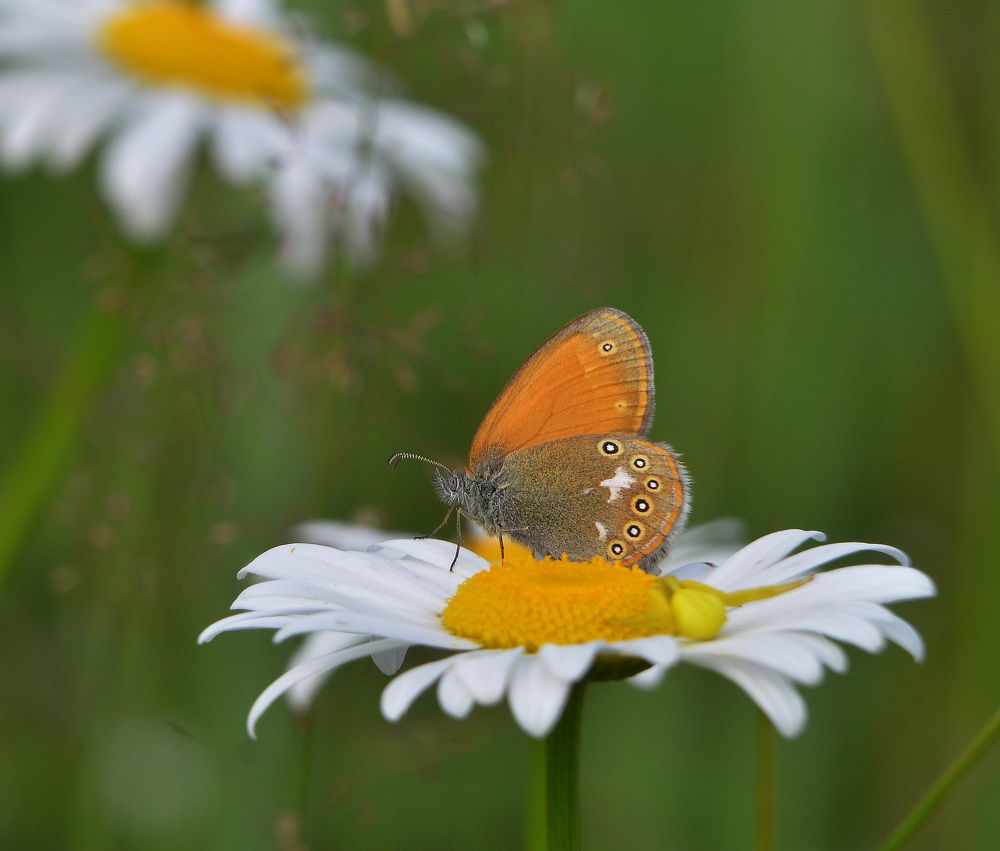 Фотография автора Сергей Суворов