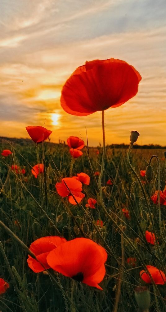 Photograph by Наталья Исиченко