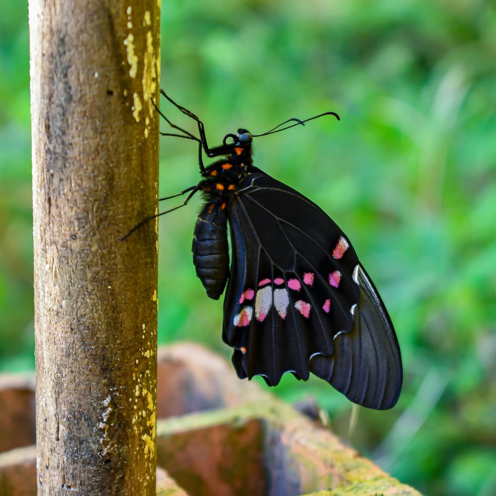 Fotografia no meu quintal - Borboletas