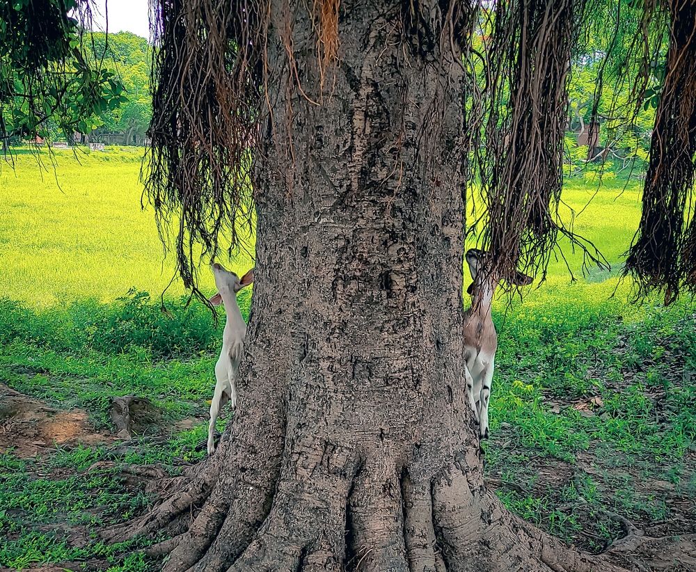 Photograph by Suman Mondal