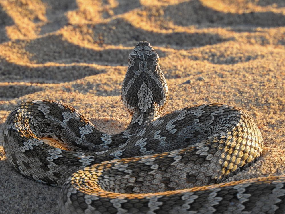 Щитомордник