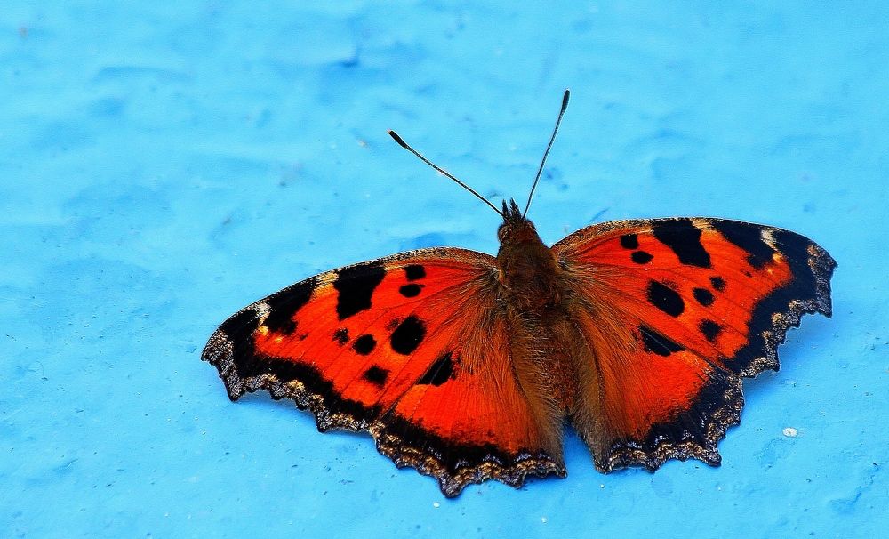 Photograph by Александр Велигура