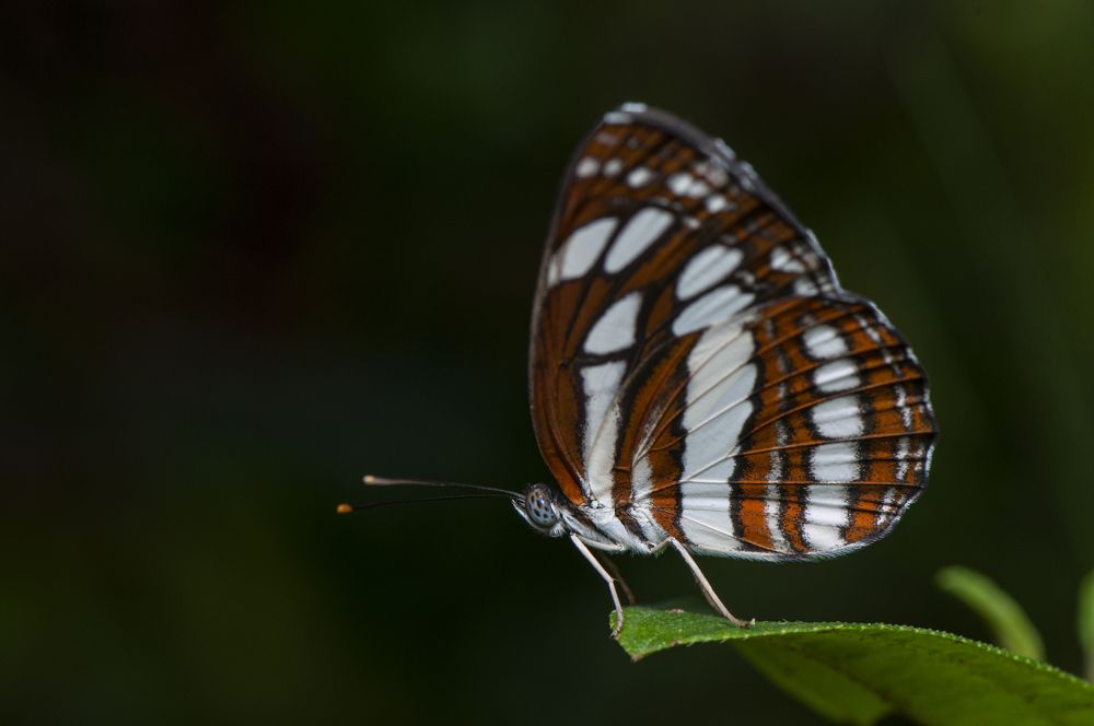 Photograph by Chamara Sulakkhana Polwatta Siriyalage
