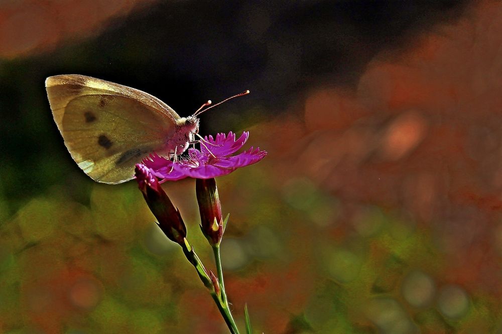 Photograph by Александр Велигура
