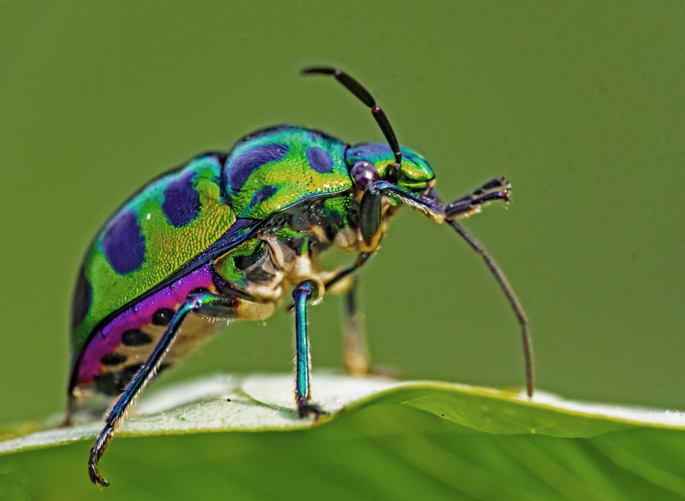 Photograph by Kushal Sharma