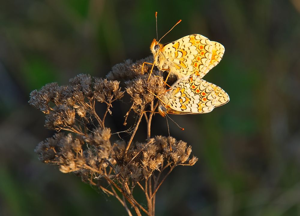 Photograph by Василий Быстрицкий